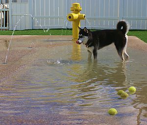 Dog splash clearance pad near me